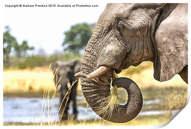 Elephant Eating Grass Print by Graham Prentice