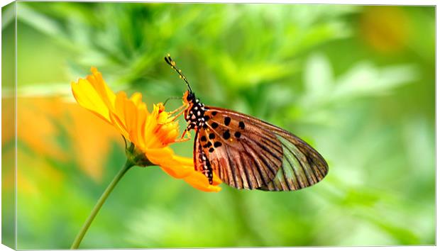 Butterfly Feeding Canvas Print by Christopher Grant