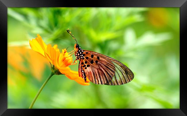 Butterfly Feeding Framed Print by Christopher Grant