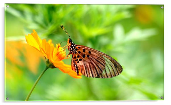 Butterfly Feeding Acrylic by Christopher Grant