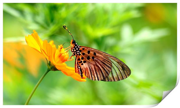 Butterfly Feeding Print by Christopher Grant