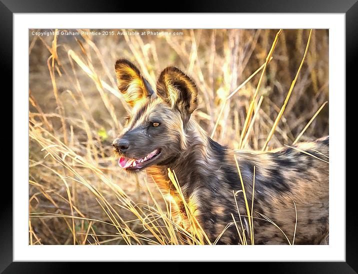 Alert African Wild Dog Framed Mounted Print by Graham Prentice