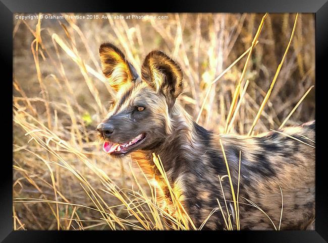 Alert African Wild Dog Framed Print by Graham Prentice