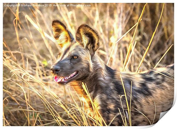 Alert African Wild Dog Print by Graham Prentice