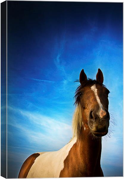 Horse in summer with a summer's evening blue skies Canvas Print by Julian Bound