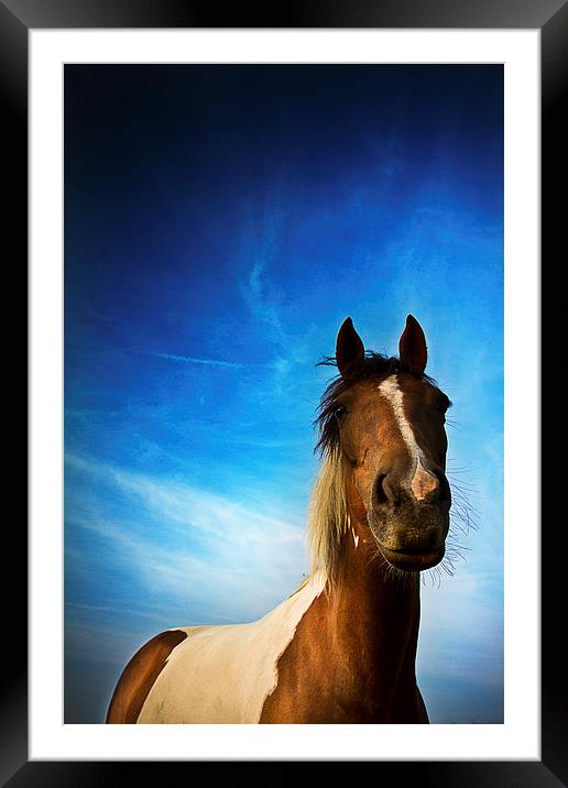 Horse in summer with a summer's evening blue skies Framed Mounted Print by Julian Bound