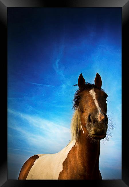 Horse in summer with a summer's evening blue skies Framed Print by Julian Bound
