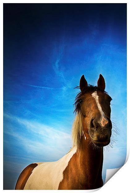 Horse in summer with a summer's evening blue skies Print by Julian Bound