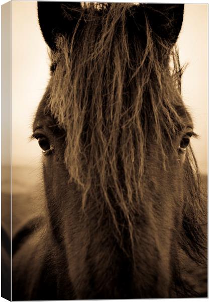 Portrait of a Shropshire horse on an autumnal day Canvas Print by Julian Bound