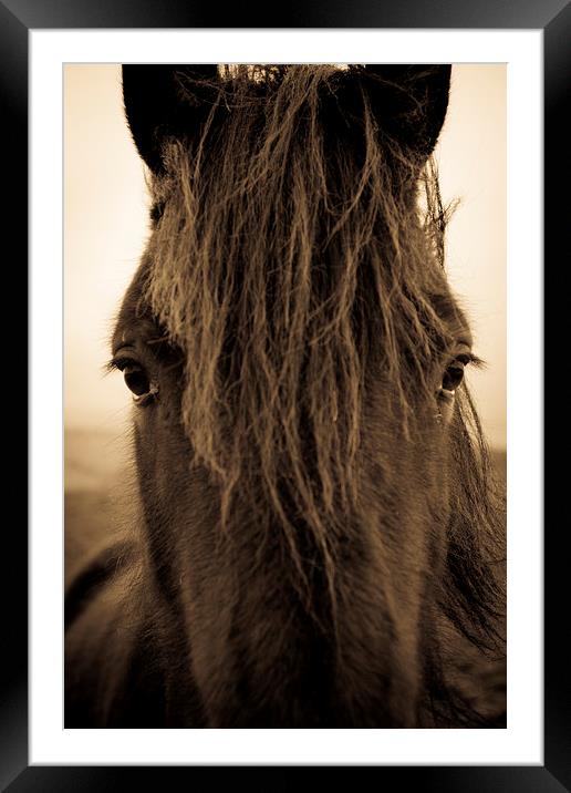 Portrait of a Shropshire horse on an autumnal day Framed Mounted Print by Julian Bound