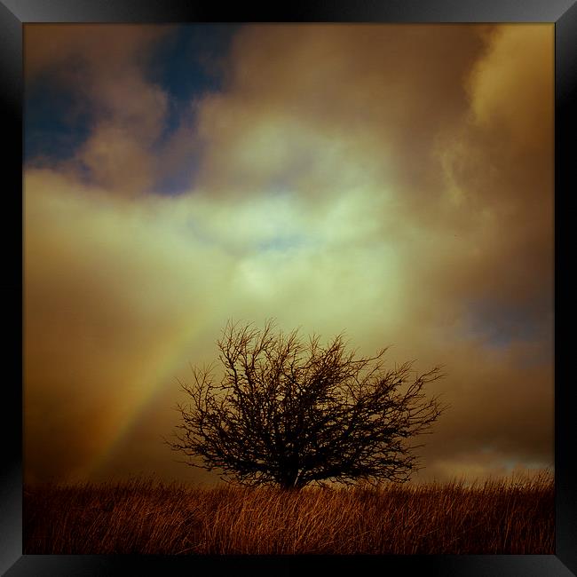 Shropshire landscape with lone tree and rainbow Framed Print by Julian Bound