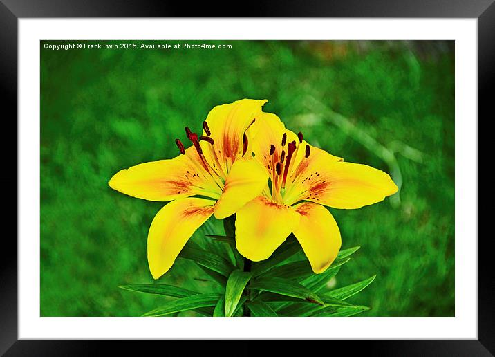  Beautiful Yellow Lilies Framed Mounted Print by Frank Irwin