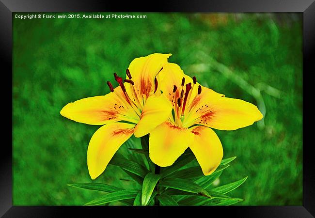  Beautiful Yellow Lilies Framed Print by Frank Irwin