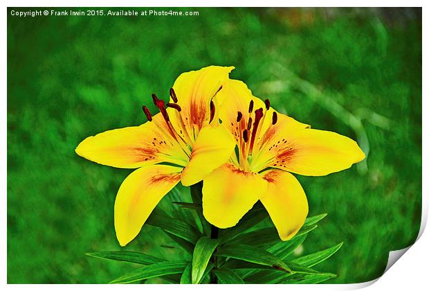  Beautiful Yellow Lilies Print by Frank Irwin