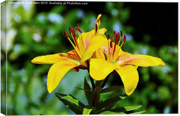 Beautiful Yellow Lilies Canvas Print by Frank Irwin