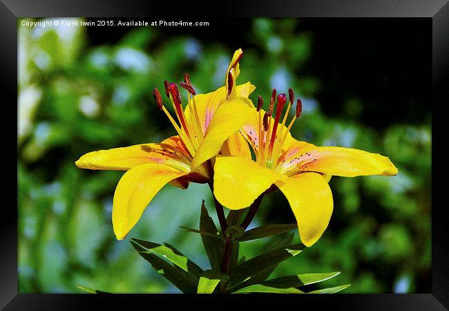 Beautiful Yellow Lilies Framed Print by Frank Irwin