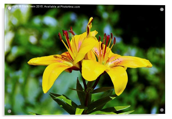 Beautiful Yellow Lilies Acrylic by Frank Irwin