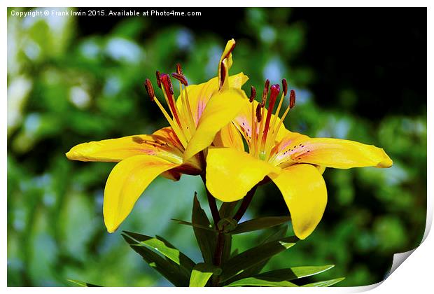 Beautiful Yellow Lilies Print by Frank Irwin