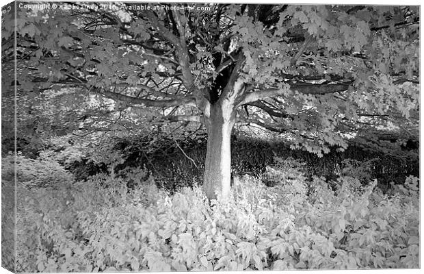  the lonely b&w tree Canvas Print by naz kearney
