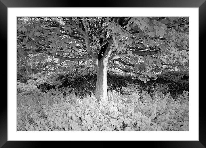  the lonely b&w tree Framed Mounted Print by naz kearney