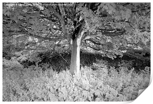  the lonely b&w tree Print by naz kearney