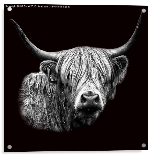 Majestic Scottish Highland Cow Acrylic by Jane Braat