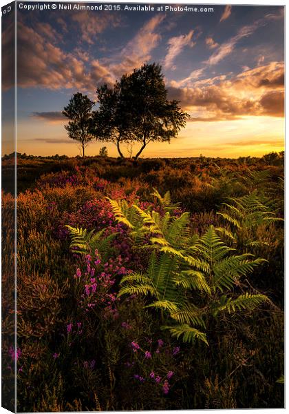  Dunwich Heather and Ferns Canvas Print by Neil Almnond