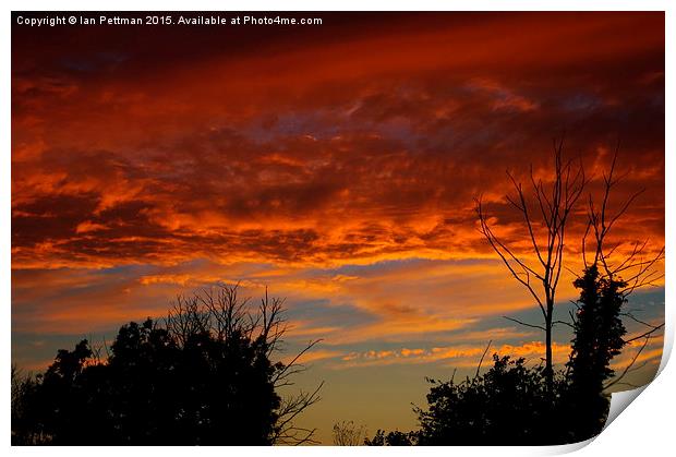  Treetop and Sunset Print by Ian Pettman