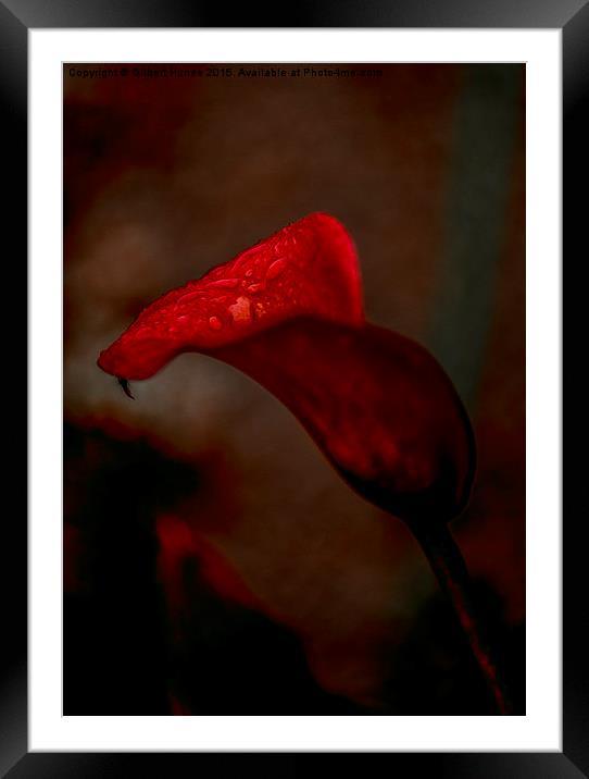  Red Calla Lily Framed Mounted Print by Gilbert Hurree