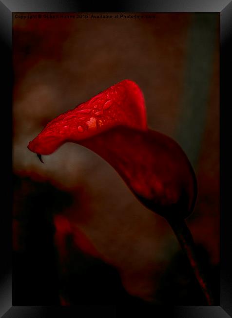  Red Calla Lily Framed Print by Gilbert Hurree