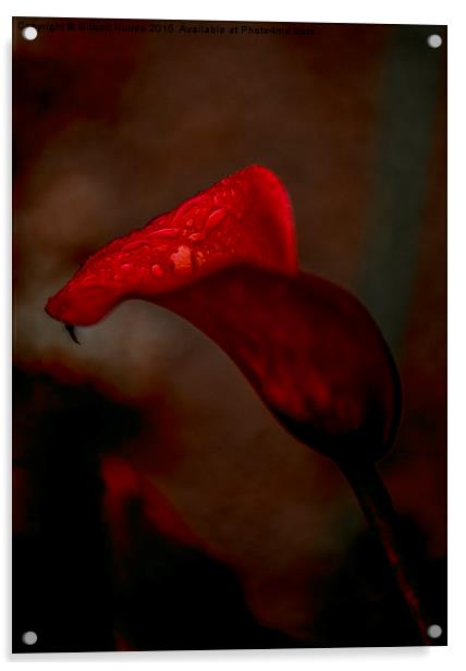  Red Calla Lily Acrylic by Gilbert Hurree