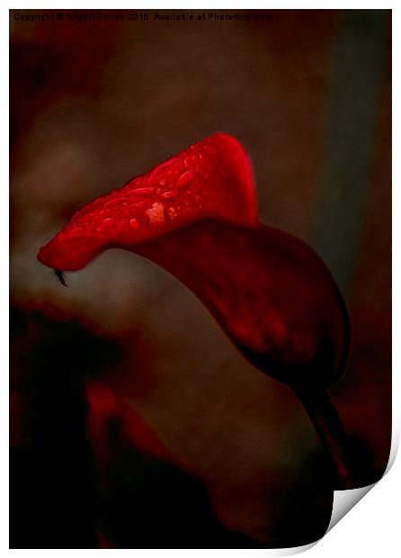  Red Calla Lily Print by Gilbert Hurree