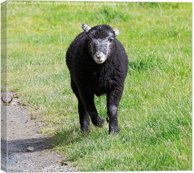 Black Herdwick lamb running in the grass in the La Canvas Print by Louise Heusinkveld