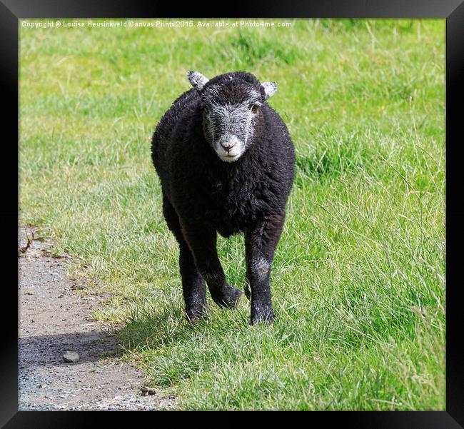 Black Herdwick lamb running in the grass in the La Framed Print by Louise Heusinkveld