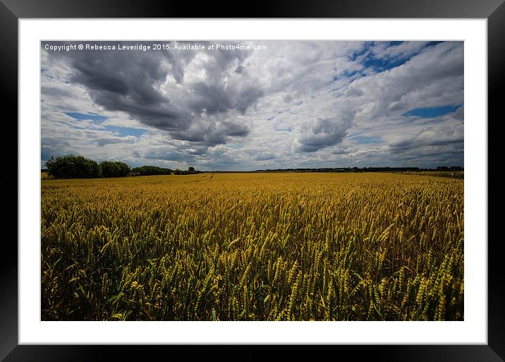  blue sky wheat Framed Mounted Print by Rebecca Leveridge