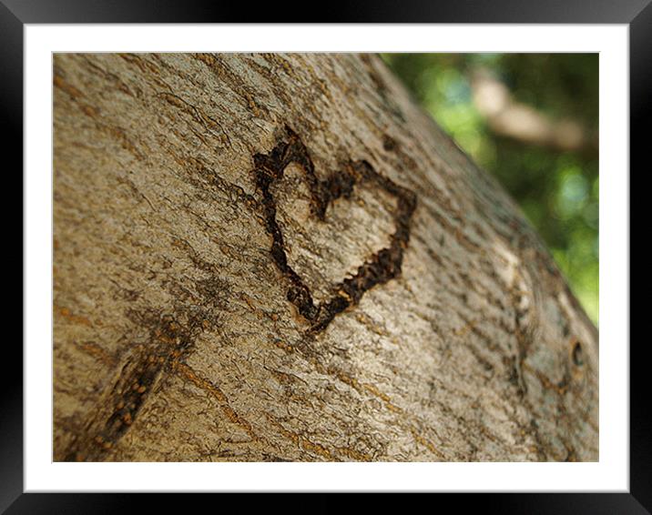 Love On tree Framed Mounted Print by Aman Kisku