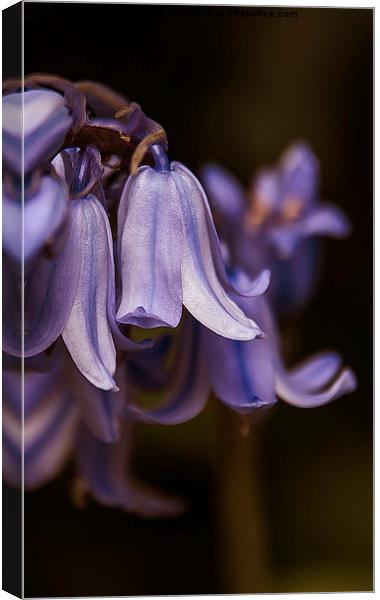  Blue bell Canvas Print by zoey turrell
