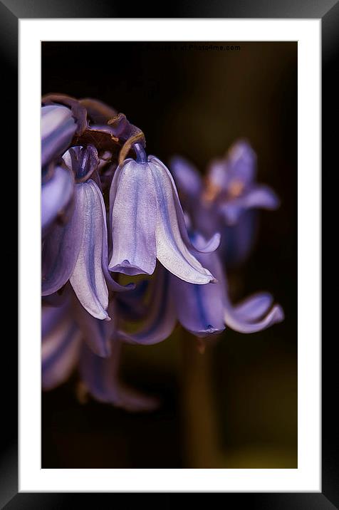 Blue bell Framed Mounted Print by zoey turrell