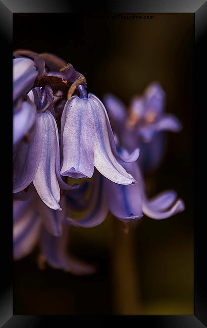  Blue bell Framed Print by zoey turrell