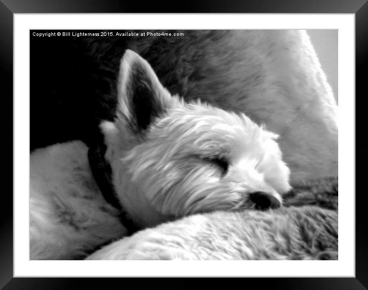  Dog Tired Framed Mounted Print by Bill Lighterness