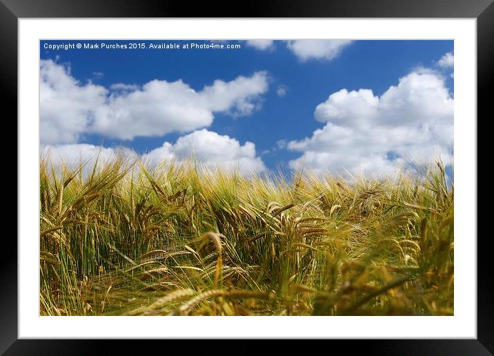 Tall Wheat Barley Crop Plants with Blue Sky Framed Mounted Print by Mark Purches