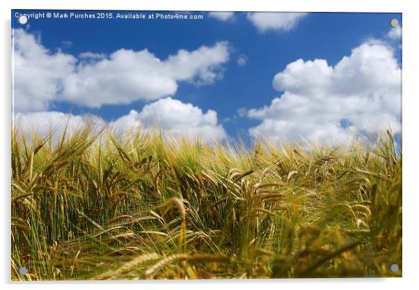 Tall Wheat Barley Crop Plants with Blue Sky Acrylic by Mark Purches