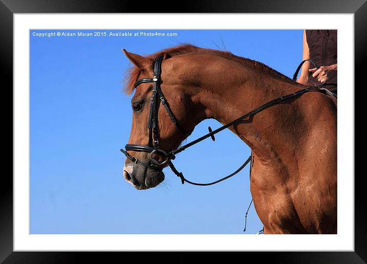  Chestnut Mare  Framed Mounted Print by Aidan Moran