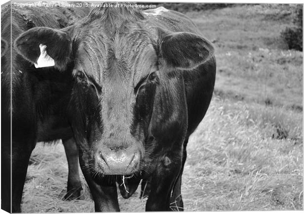  Black cow! Canvas Print by Tanya Lowery