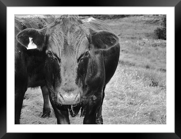  Black cow! Framed Mounted Print by Tanya Lowery