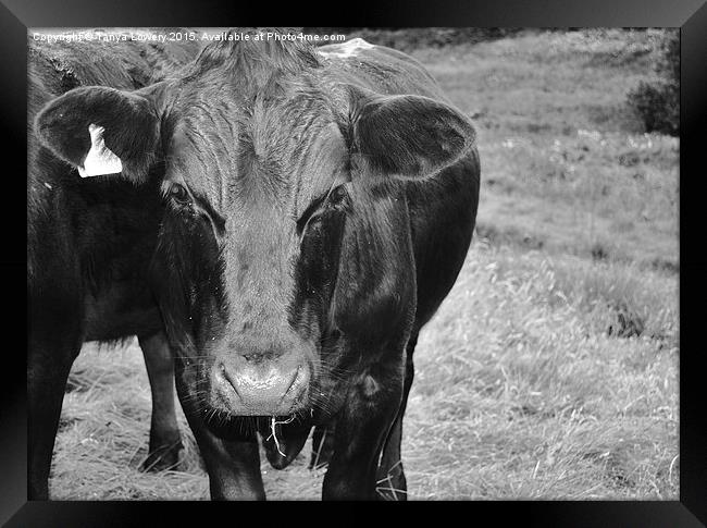  Black cow! Framed Print by Tanya Lowery