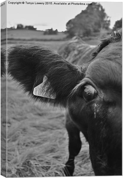 cows eye view Canvas Print by Tanya Lowery