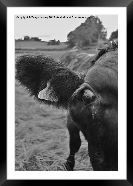 cows eye view Framed Mounted Print by Tanya Lowery