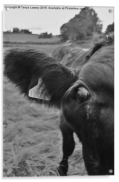cows eye view Acrylic by Tanya Lowery