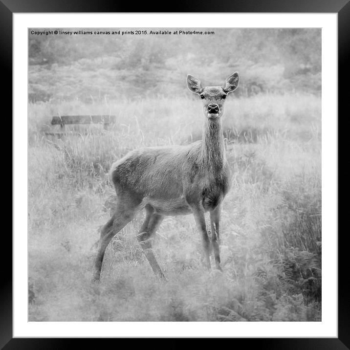 Red Deer Framed Mounted Print by Linsey Williams